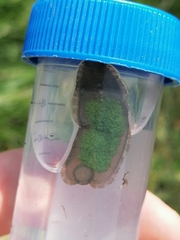 Helobdella stagnalis