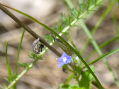 Crambus lathoniellus