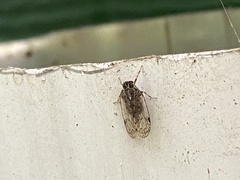 Melanoliarus placitus