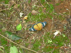 Argynnis hyperbius hyperbius