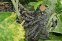 Yponomeuta malinellus