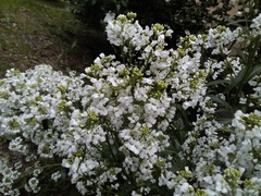 Armoracia sisymbrioides