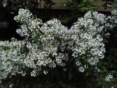 Armoracia sisymbrioides