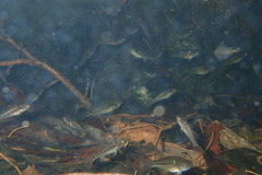 Dormitator latifrons