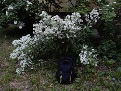 Armoracia sisymbrioides