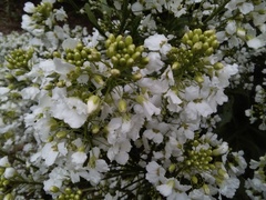 Armoracia sisymbrioides