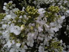 Armoracia sisymbrioides