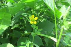 Geum urbanum