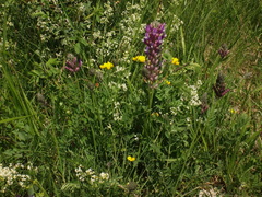 Astragalus vesicarius carniolicus