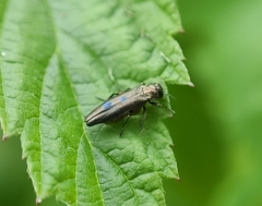 Agrilinae
