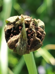 Microbotryum tragopogonis-pratensis