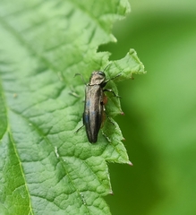 Agrilinae