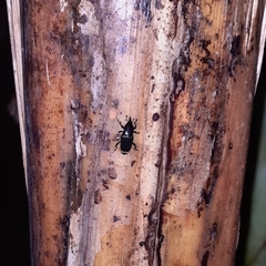 Odoiporus longicollis