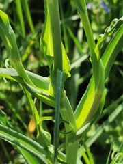 Microbotryum tragopogonis-pratensis