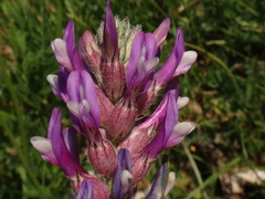 Astragalus vesicarius carniolicus