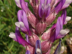 Astragalus vesicarius carniolicus