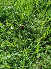 Microbotryum tragopogonis-pratensis