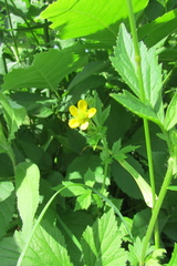 Geum urbanum