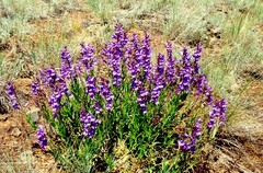 Penstemon venustus