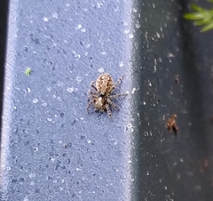 Pseudeuophrys lanigera