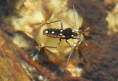 Velia rivulorum