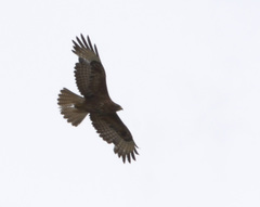Buteo hemilasius