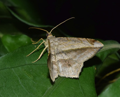 Chiasmia rectistriaria