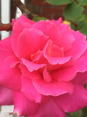 Rosa