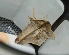 Chiasmia rectistriaria