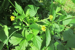 Geum urbanum