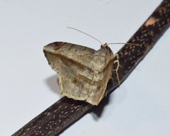Chiasmia rectistriaria