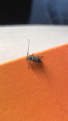 Leiopus femoratus