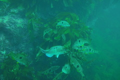 Notolabrus celidotus