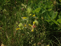 Melampyrum carstiense
