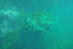 Notolabrus celidotus