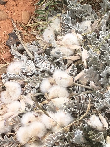 Utah Milkvetch