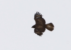 Buteo hemilasius