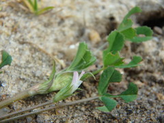 Trifolium ornithopodioides