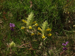 Melampyrum carstiense