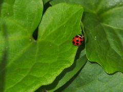 Coelophora bissellata