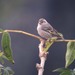 Chiapas Pine Siskin - Photo (c) upupamartin, some rights reserved (CC BY-NC-ND), uploaded by upupamartin