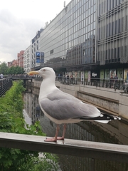 Larus argentatus