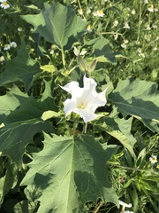 Datura stramonium