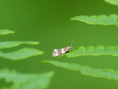 Syricoris