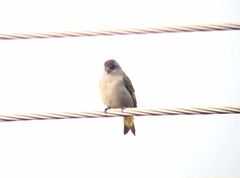 Spinus pinus perplexus