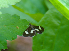 Anania luctualis