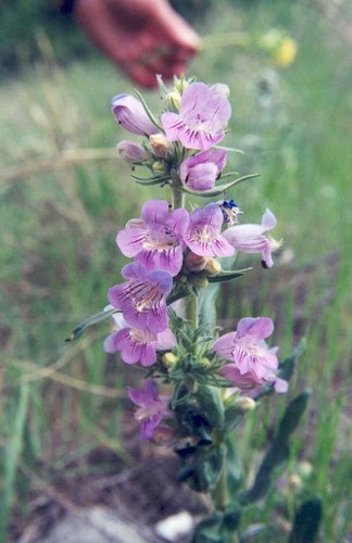 Penstemon eriantherus var. redactus