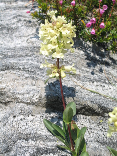 high mountain penstemon (Penstemon flavescens)