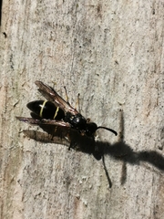 Symmorphus allobrogus