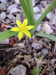 Hypoxis